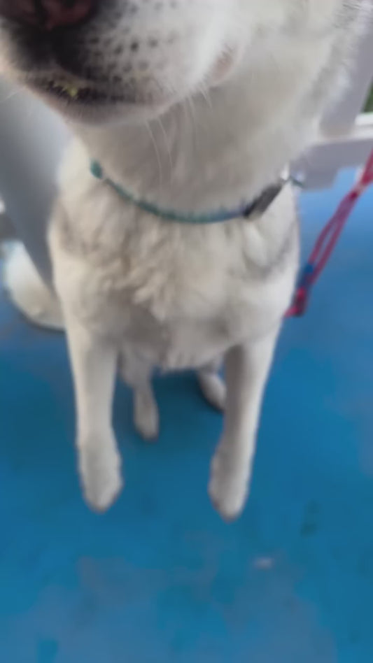 GELATO FIDOVET PARA PERROS SNACK HELADO