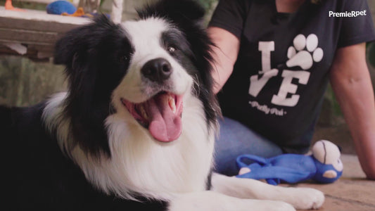 PremierPet Obesidad - Alimento perros con problemas de peso.