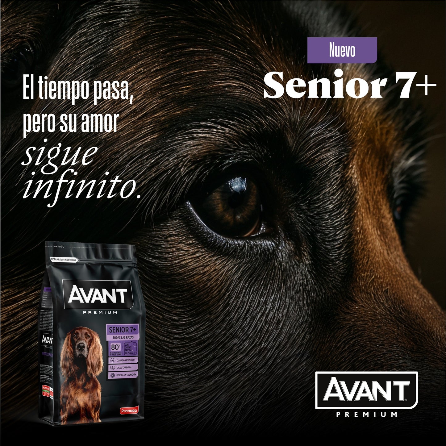 Avant Adulto Senior - Cosmos